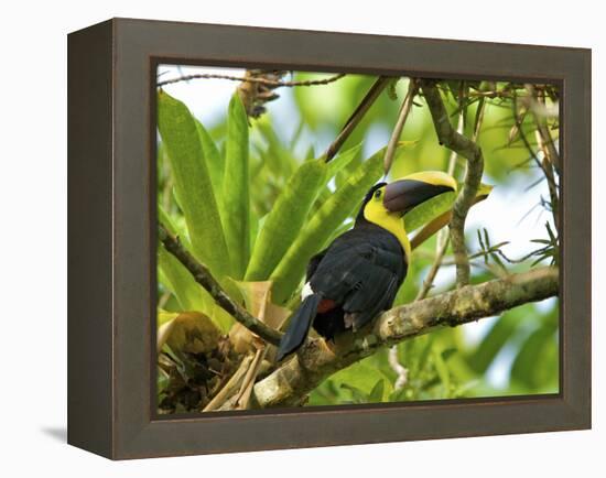 The Chestnut-Mandibled Toucan, or Swainson's Toucan (Ramphastos Swainsonii), Costa Rica-Andres Morya Hinojosa-Framed Premier Image Canvas