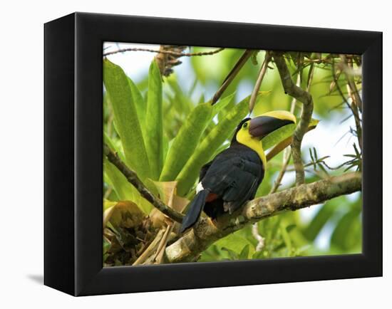 The Chestnut-Mandibled Toucan, or Swainson's Toucan (Ramphastos Swainsonii), Costa Rica-Andres Morya Hinojosa-Framed Premier Image Canvas