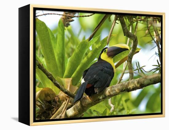 The Chestnut-Mandibled Toucan, or Swainson's Toucan (Ramphastos Swainsonii), Costa Rica-Andres Morya Hinojosa-Framed Premier Image Canvas