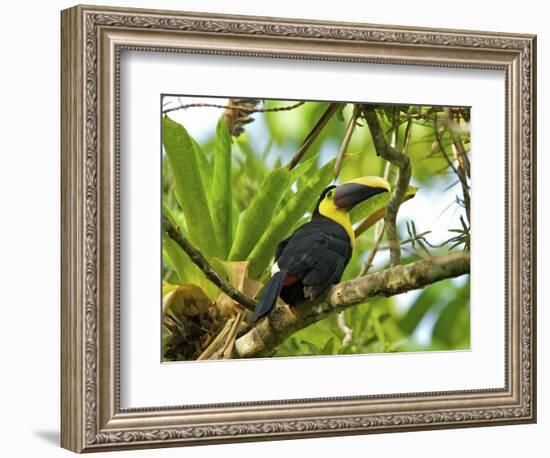 The Chestnut-Mandibled Toucan, or Swainson's Toucan (Ramphastos Swainsonii), Costa Rica-Andres Morya Hinojosa-Framed Photographic Print