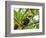 The Chestnut-Mandibled Toucan, or Swainson's Toucan (Ramphastos Swainsonii), Costa Rica-Andres Morya Hinojosa-Framed Photographic Print