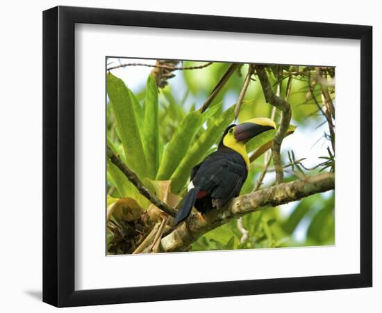 The Chestnut-Mandibled Toucan, or Swainson's Toucan (Ramphastos Swainsonii), Costa Rica-Andres Morya Hinojosa-Framed Photographic Print