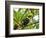 The Chestnut-Mandibled Toucan, or Swainson's Toucan (Ramphastos Swainsonii), Costa Rica-Andres Morya Hinojosa-Framed Photographic Print