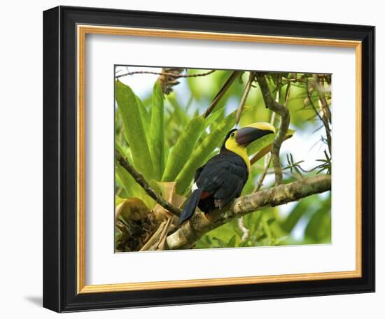 The Chestnut-Mandibled Toucan, or Swainson's Toucan (Ramphastos Swainsonii), Costa Rica-Andres Morya Hinojosa-Framed Photographic Print