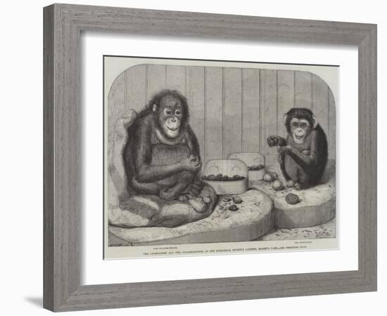 The Chimpanzee and the Ourang-Outang at the Zoological Society's Gardens, Regent's Park-Friedrich Wilhelm Keyl-Framed Giclee Print