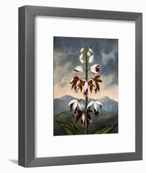 The China Limodoron-null-Framed Art Print