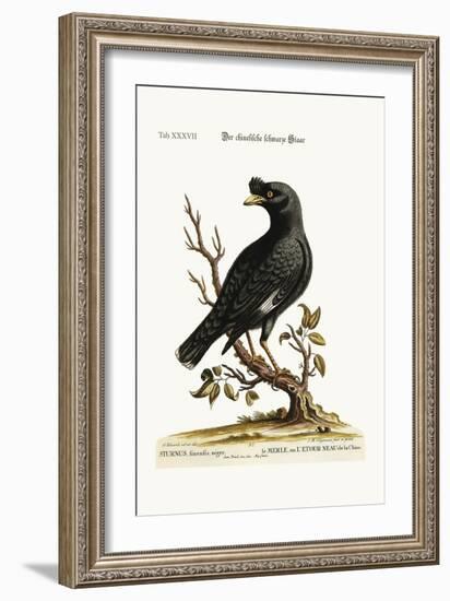 The Chinese Starling or Black-Bird, 1749-73-George Edwards-Framed Giclee Print