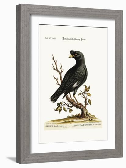 The Chinese Starling or Black-Bird, 1749-73-George Edwards-Framed Giclee Print
