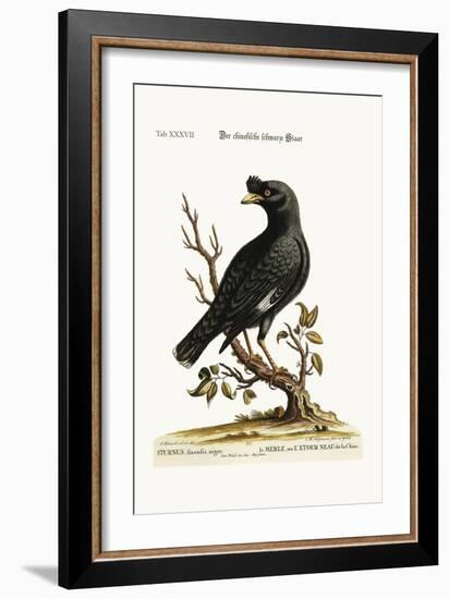 The Chinese Starling or Black-Bird, 1749-73-George Edwards-Framed Giclee Print