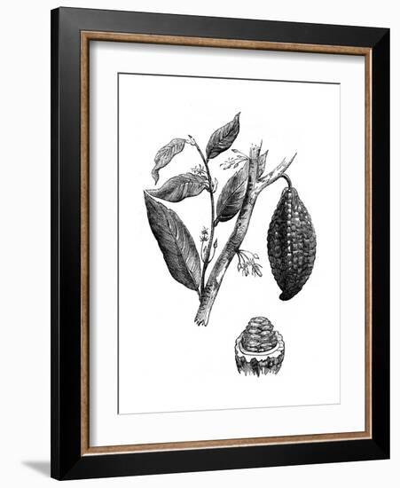 The Chocolate Nut Tree, 1886-null-Framed Premium Giclee Print