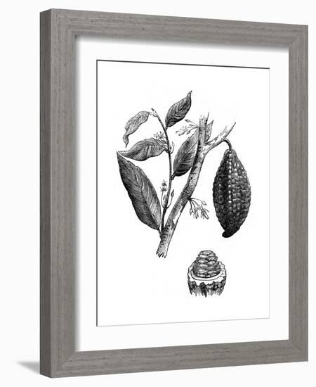 The Chocolate Nut Tree, 1886-null-Framed Giclee Print