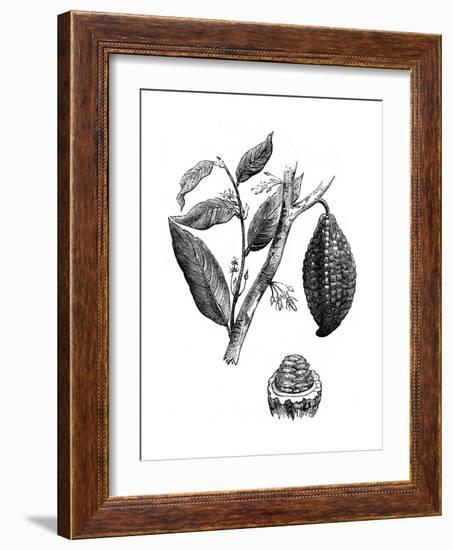 The Chocolate Nut Tree, 1886-null-Framed Giclee Print