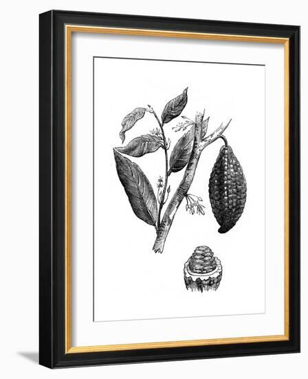 The Chocolate Nut Tree, 1886-null-Framed Giclee Print