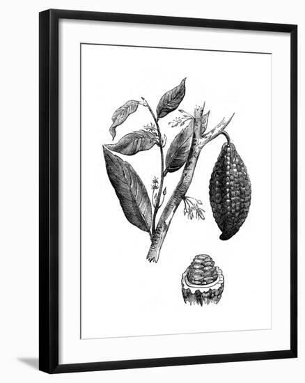 The Chocolate Nut Tree, 1886-null-Framed Giclee Print