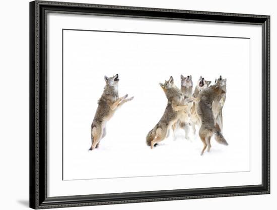 The Choir Coyotes-Jim Cumming-Framed Giclee Print