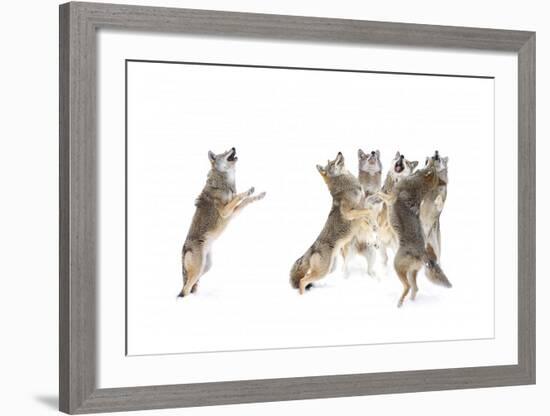 The Choir Coyotes-Jim Cumming-Framed Giclee Print