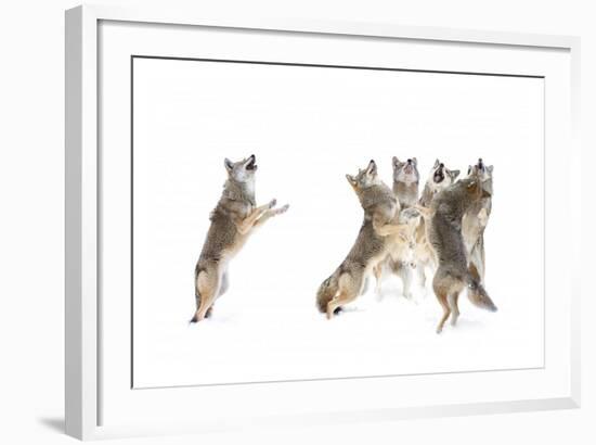 The Choir Coyotes-Jim Cumming-Framed Giclee Print