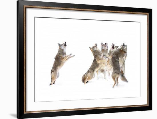 The Choir Coyotes-Jim Cumming-Framed Giclee Print