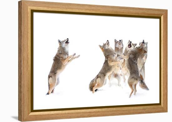 The Choir - Coyotes-Jim Cumming-Framed Premier Image Canvas