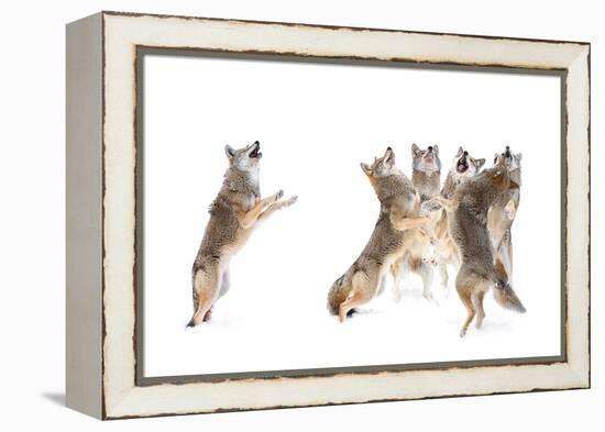 The Choir - Coyotes-Jim Cumming-Framed Premier Image Canvas
