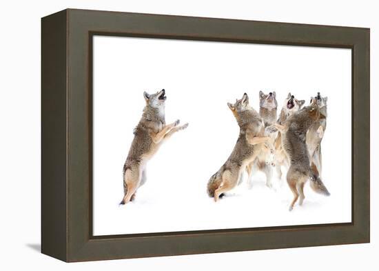 The Choir - Coyotes-Jim Cumming-Framed Premier Image Canvas