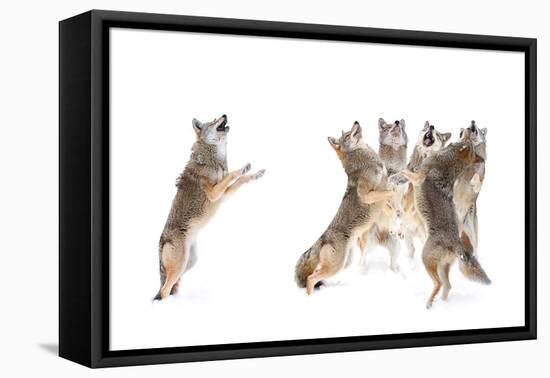 The Choir - Coyotes-Jim Cumming-Framed Premier Image Canvas