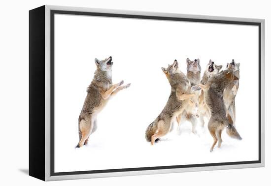 The Choir - Coyotes-Jim Cumming-Framed Premier Image Canvas