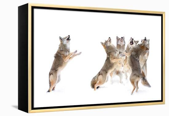 The Choir - Coyotes-Jim Cumming-Framed Premier Image Canvas