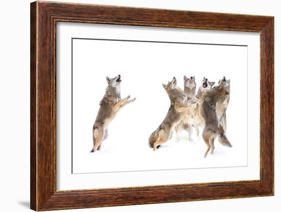 The Choir - Coyotes-Jim Cumming-Framed Photographic Print