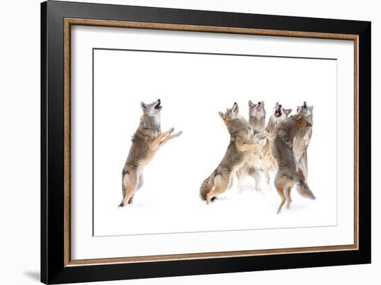 The Choir - Coyotes-Jim Cumming-Framed Photographic Print