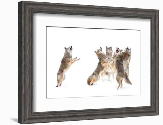 The Choir - Coyotes-Jim Cumming-Framed Photographic Print