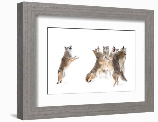 The Choir - Coyotes-Jim Cumming-Framed Photographic Print