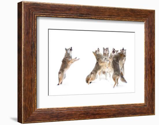 The Choir - Coyotes-Jim Cumming-Framed Photographic Print