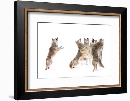 The Choir - Coyotes-Jim Cumming-Framed Photographic Print