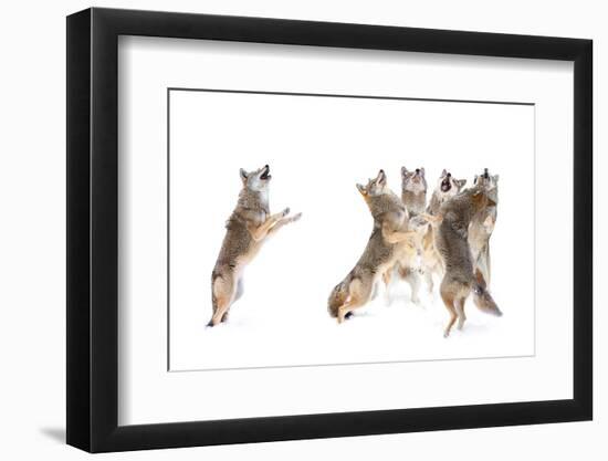 The Choir - Coyotes-Jim Cumming-Framed Photographic Print