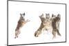 The Choir - Coyotes-Jim Cumming-Mounted Photographic Print