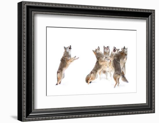 The Choir - Coyotes-Jim Cumming-Framed Photographic Print