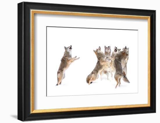 The Choir - Coyotes-Jim Cumming-Framed Photographic Print