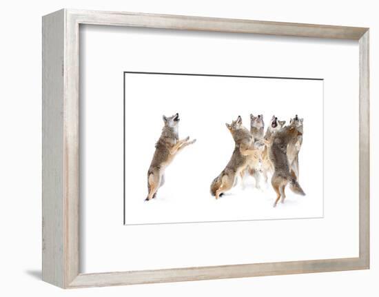 The Choir - Coyotes-Jim Cumming-Framed Photographic Print