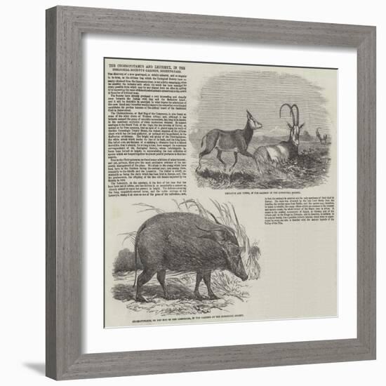 The Choiropotamus and Leucoryx, in the Zoological Society's Gardens, Regent's Park-null-Framed Giclee Print