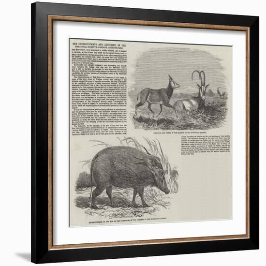 The Choiropotamus and Leucoryx, in the Zoological Society's Gardens, Regent's Park-null-Framed Giclee Print