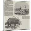 The Choiropotamus and Leucoryx, in the Zoological Society's Gardens, Regent's Park-null-Mounted Giclee Print