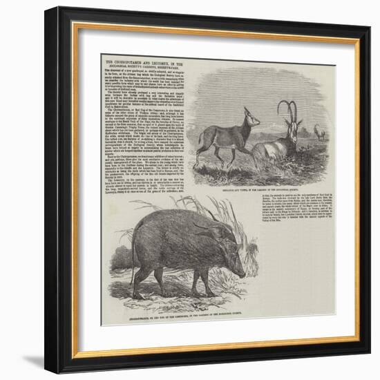 The Choiropotamus and Leucoryx, in the Zoological Society's Gardens, Regent's Park-null-Framed Giclee Print