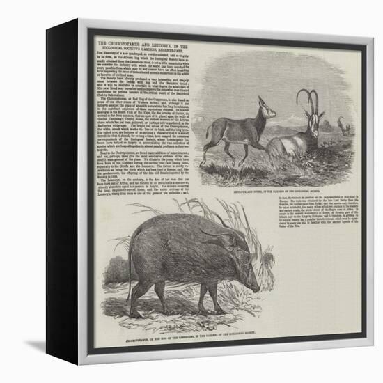The Choiropotamus and Leucoryx, in the Zoological Society's Gardens, Regent's Park-null-Framed Premier Image Canvas