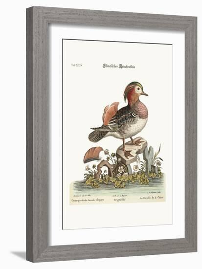 The Cinese Teal, 1749-73-George Edwards-Framed Giclee Print