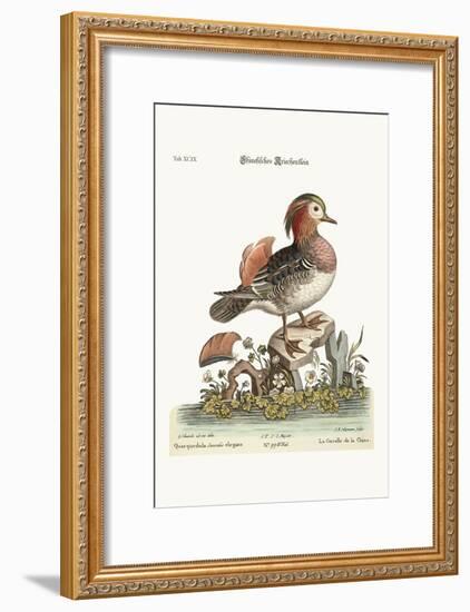 The Cinese Teal, 1749-73-George Edwards-Framed Giclee Print