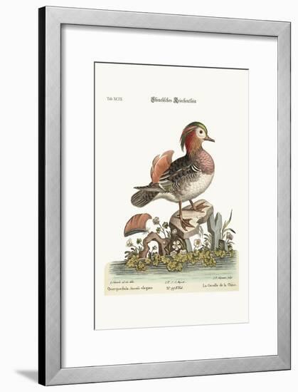 The Cinese Teal, 1749-73-George Edwards-Framed Giclee Print