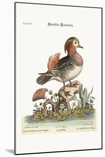 The Cinese Teal, 1749-73-George Edwards-Mounted Giclee Print