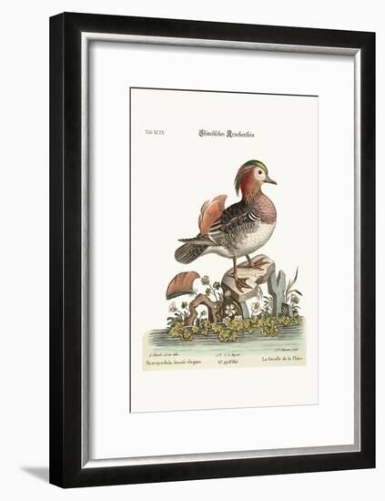 The Cinese Teal, 1749-73-George Edwards-Framed Giclee Print