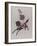 The Circus Pony and the Acrobat-Susie Jenkin Pearce-Framed Photo